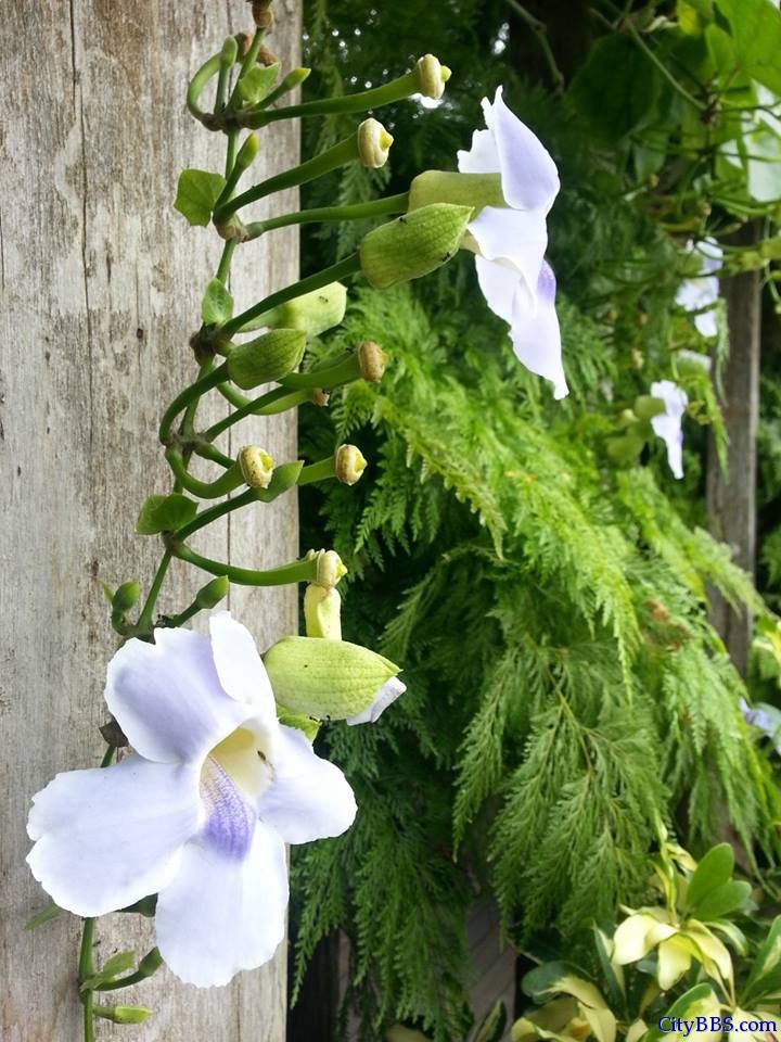 清迈旅游风情_Chiang Mai Travel